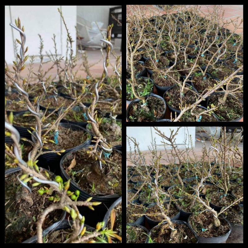 2 Cây Mai Giảo Bến Tre 8 cánh Cao 30cm