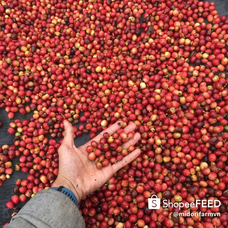 Cà phê sạch Blend 30% Arabica vườn nhà Midori Farm 500g, túi nhôm sang trọng | BigBuy360 - bigbuy360.vn