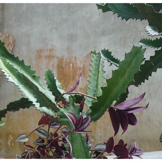 Cành giống xương rồng 3 cạnh nhánh đơn dài 25-30cm