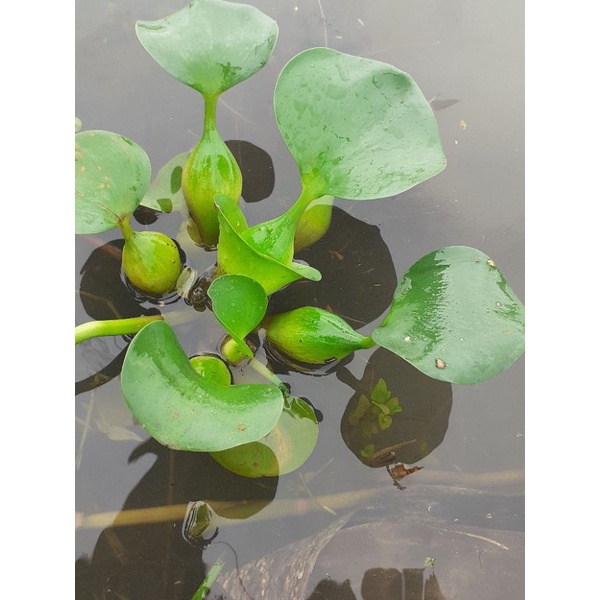 Cây bèo tây/lục bình. 1 cây