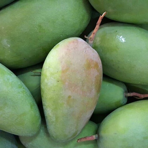 Xoài Hạt Lép Đài Loan giao Hỏa Tốc