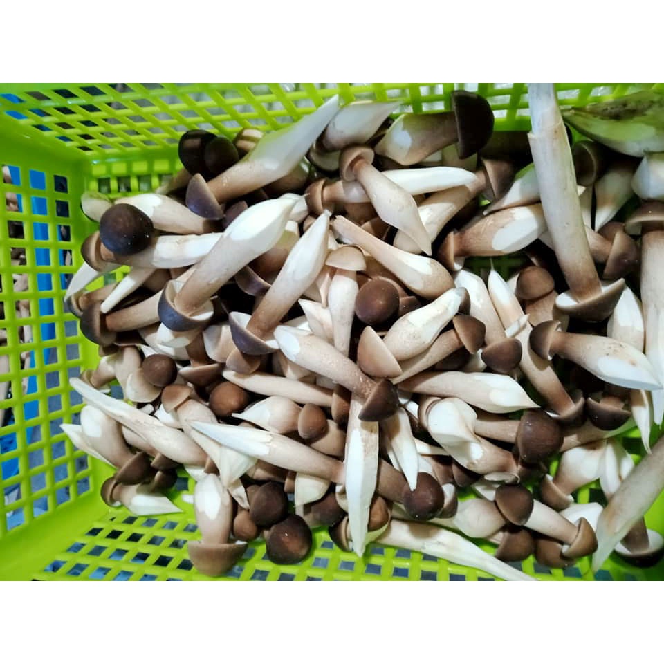 Nấm Mối Đen 250gr Loại 2