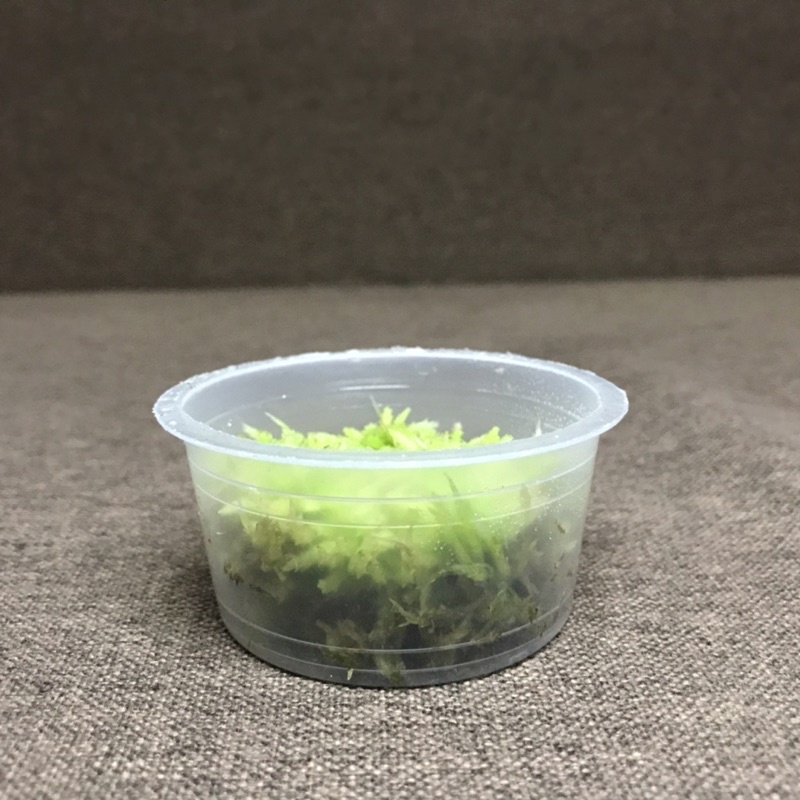 Hộp dớn Lescuri 6,8cm x3cm