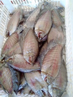 Cá sặc lạt
