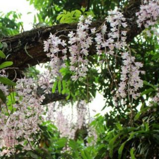 Giã hạc Đại Ý Thảo Lâm Đồng cây ki 53