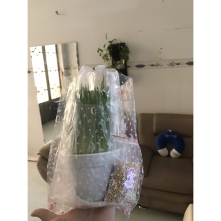 Cỏ mèo tươi trồng sẵn