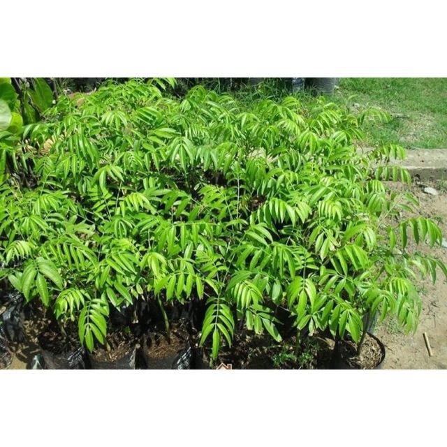 sản phẩm CÂY CÓC THÁI