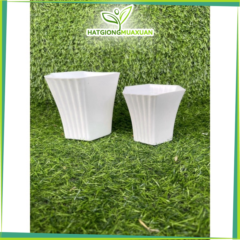 Chậu nhựa lục giác trồng sen đá loại dày đẹp