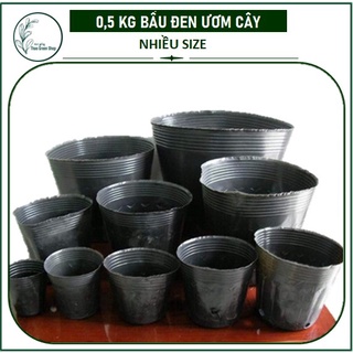 0,5 KG BẦU ĐEN ƯƠM CÂY NHIỀU SIZE