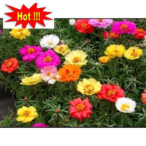 Giống hoa Mười giờ mix (100 hạt nhiều màu)