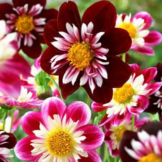 40 Hạt giống hoa thược dược mix