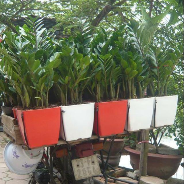 Chậu nhựa vuông V16 - 05 chậu, chậu trồng hoa cây cảnh văn phòng hàng loại 1 KT 16x16x16cm.