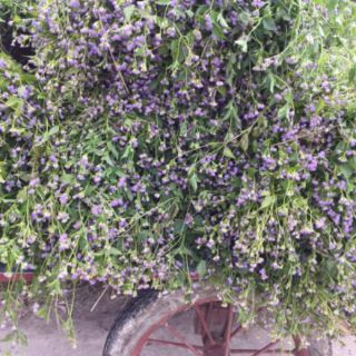 Tinh dầu Hoa ngũ sắc