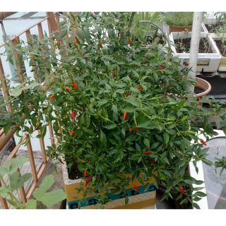 Cây 🌲 Chậu ớt hiểm ( siêu cay)