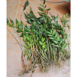 Lan Hoàng thảo long nhãn 1kg