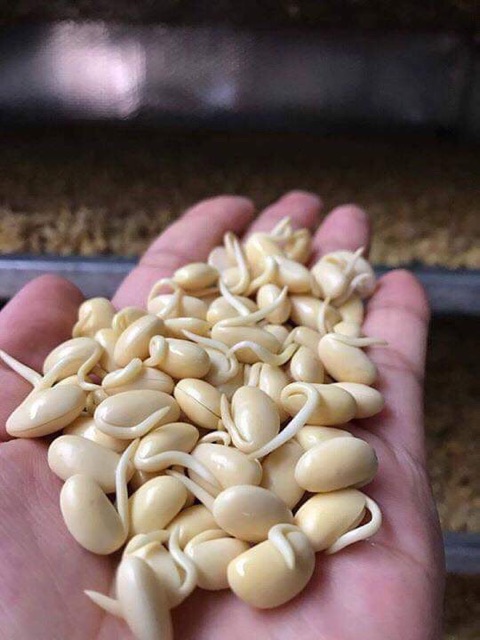 500g Mầm đậu nành nguyên xơ hàng cao cấp tăng vòng 1 hiệu quả