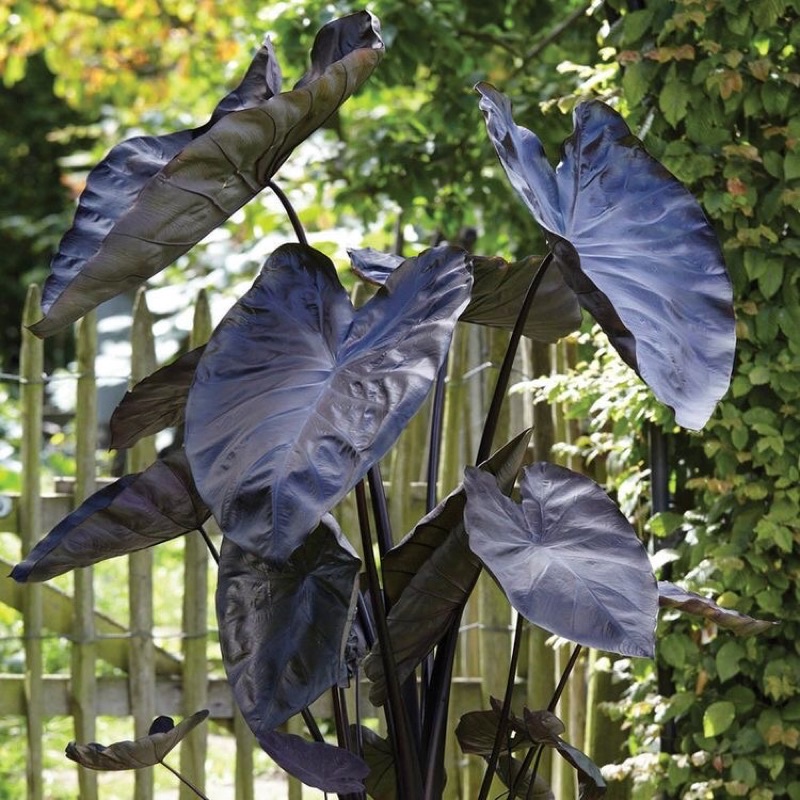 Chậu cứng môn đen - Colocasia Black coral