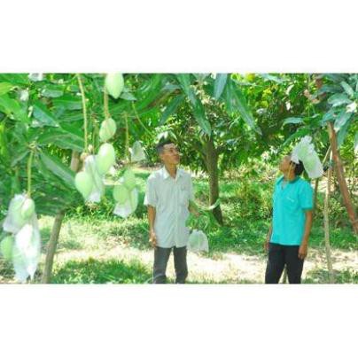 TÚI BỌC TRÁI CÂY BƠ, ỔI, XOÀI SÉT 100 TÚI CÓ DÂY RÚT 18x20CM