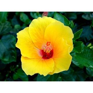 Hạt giống hoa dâm bụt f1