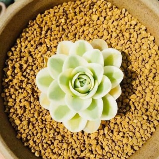 Akadama Nhật Bản