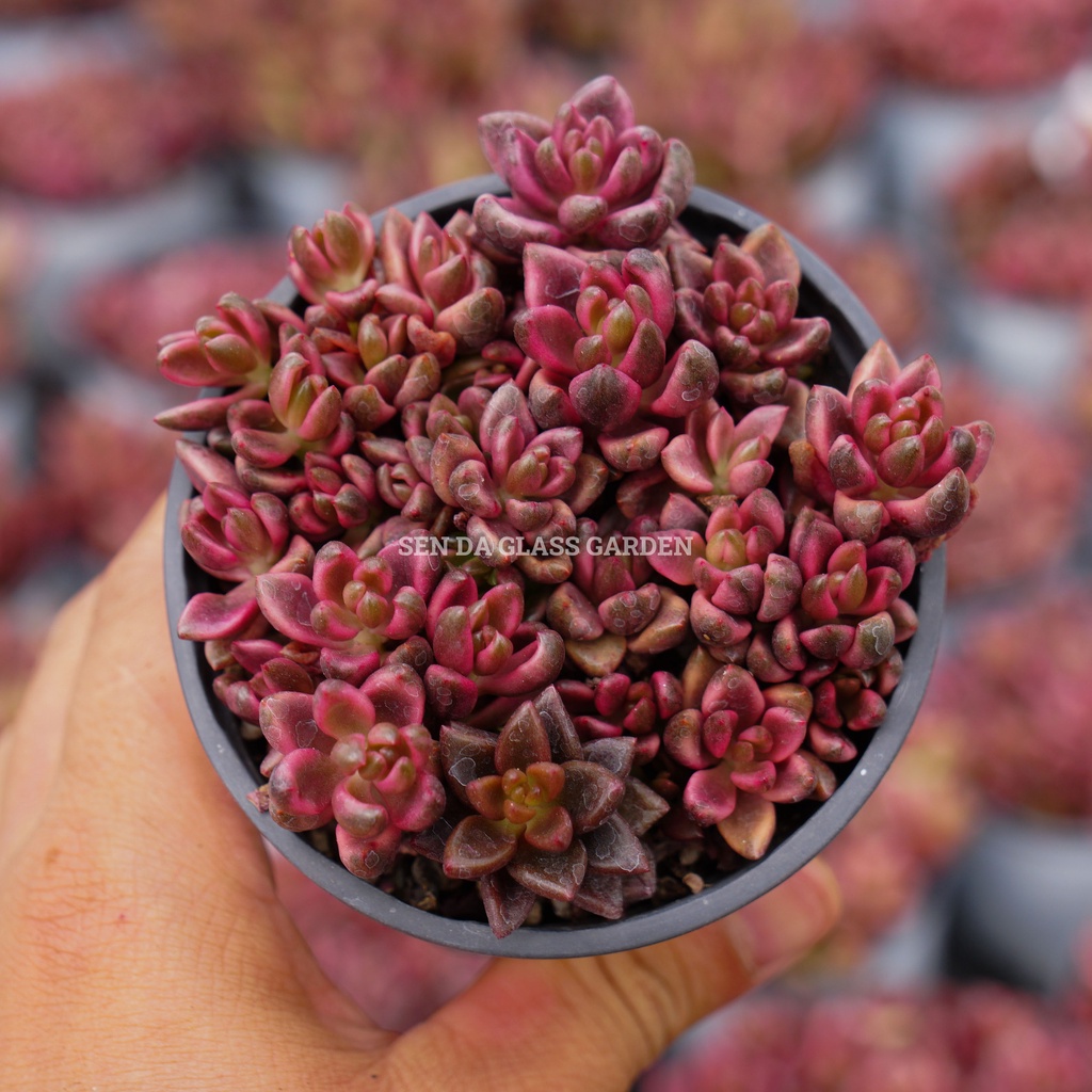 Sen đá cáo đỏ chậu trung 10cm GLASS GARDEN, giống hình, bao khỏe, thuần khí hậu Đà Lạt