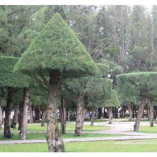 Hạt giống cây phi lao (Xi lau, cây Dương, Dương liễu. )- 1 gói 10 hạt