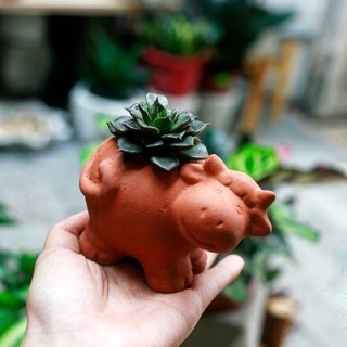 Chậu đất nung hình thú - trồng sen đá