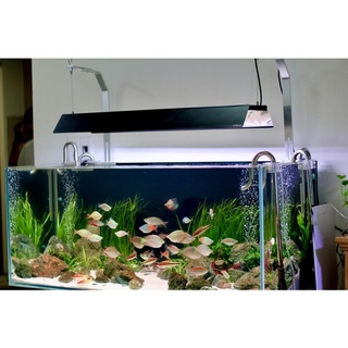 SHADE HT (CHẮN SÁNG) CHIHIROS WRGB 2/PRO GIÚP CHẮN SÁNG VÀ GOM SÁNG HỒ THUỶ SINH VÀ HỒ CÁ CẢNH CHẤT LIỆU INOX 430