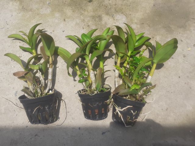 Hoa lan denro ngọc trai đen