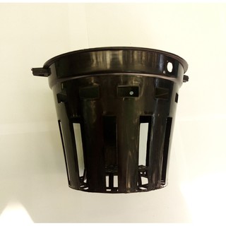 combo 50 chậu trồng lan phi 16cm