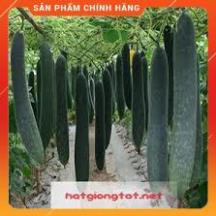 HẠT GIỐNG BÍ SẶT CAO SẢN GÓI 2 GRAM