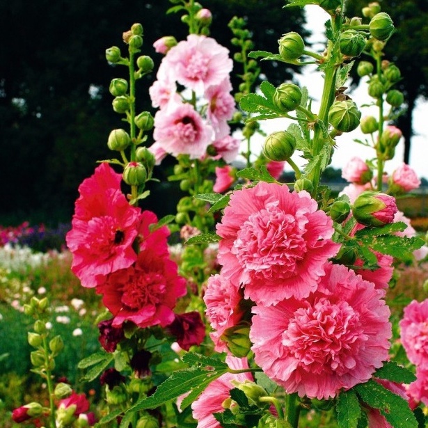 Hạt giống mãn đình hồng mix màu (tặng kèm phân bón và kích mầm)