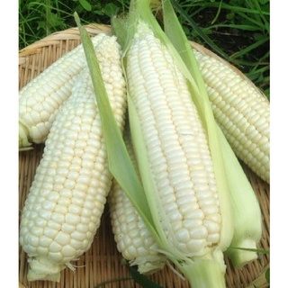 Hạt giống ngô nếp thái lan trắng - 500gram/gói
