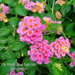 Cây ngũ sắc màu hồng ngọc thái