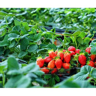 HẠT GIỐNG DÂU TÂY