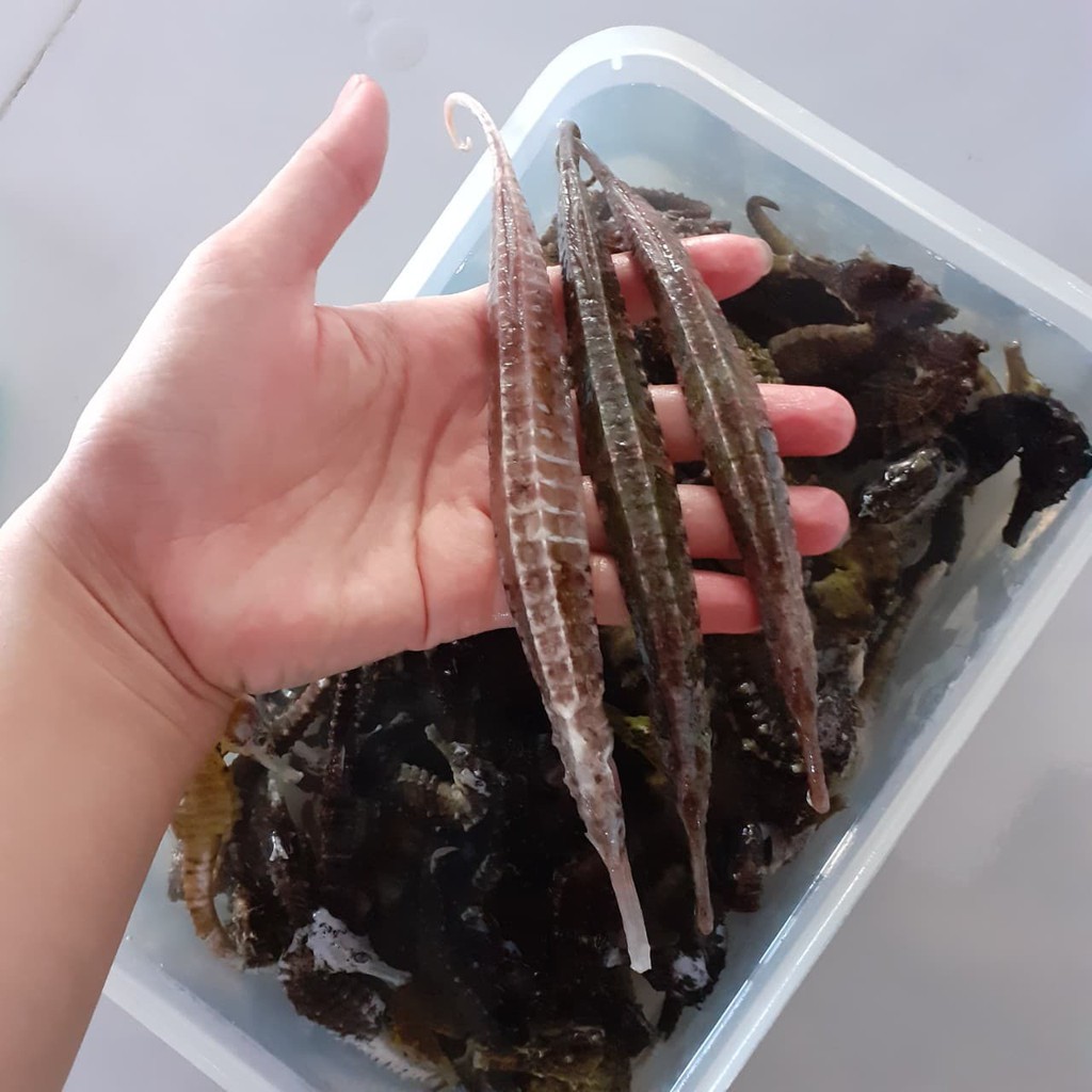 Hải long chúa tươi - khô