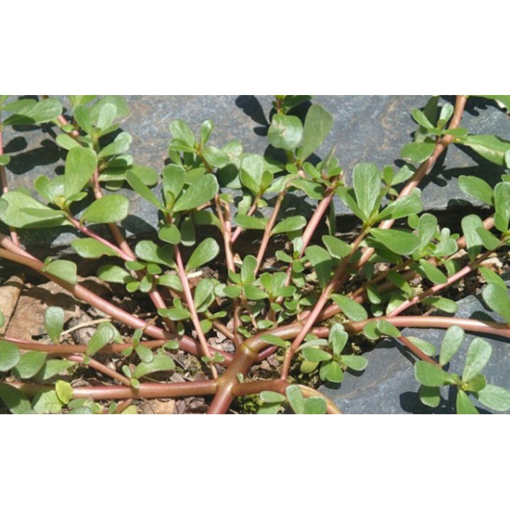 5gr hạt giống rau sam