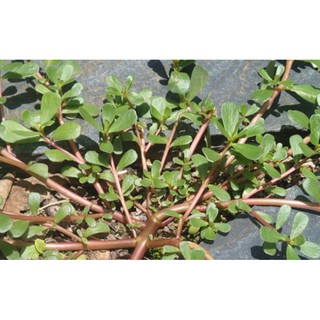 5gr hạt giống rau sam