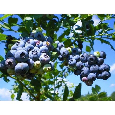 Cây Việt Quất tứ quý (Blueberry) trưởng thành, ra trái 4 mùa quanh năm - giống siêu trái - shop BÉ MẦM 06 HCM