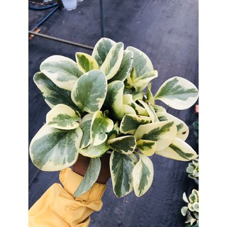 Cây TRƯỜNG SINH CẨM THẠCH chậu lớn