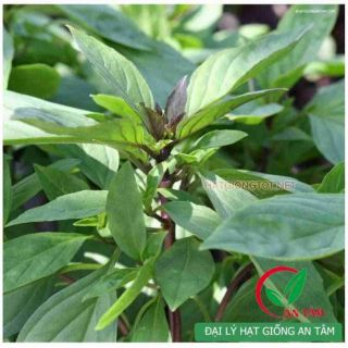 Hạt Giống Rau Húng Quế 2g - HÀNG CÔNG TY