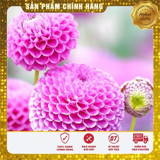Hạt Giống Thược Dược Tổ Ong