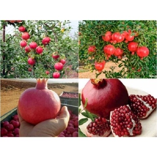 CÂY GIỐNG LỰU ĐỎ ẤN ĐỘ SIÊU SỚM