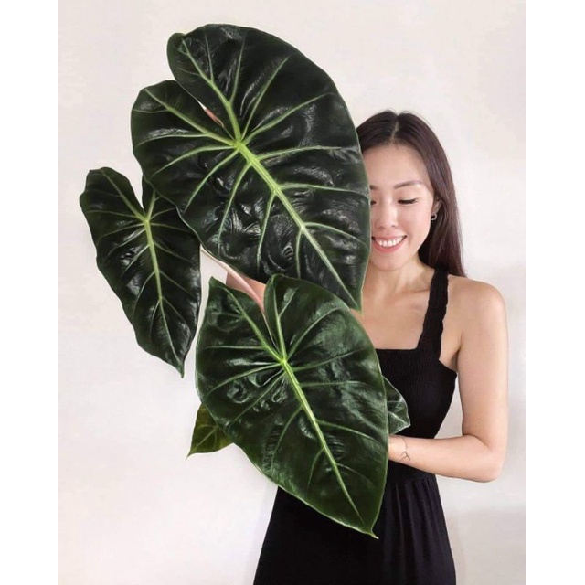 Chậu cứng Alocasia morocco- pink dragon
