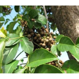 Sản phẩm cây NHỘI giống  giá rẻ - gửi đi nguyên bầu + Tặng (0,3kg) phân hữu cơ cao cấp
