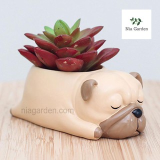 Chậu nhựa trồng cây để bàn xương rồng sen đá mini hình thú chó Pug ngủ Nia Garden N4