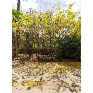 mai con  quấn rễ 10 cây 35k
