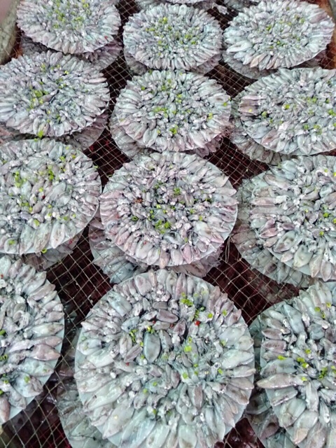 [Freeship 99k] Bánh Tráng Mực Nguyên Con | BigBuy360 - bigbuy360.vn