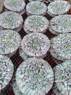 [Freeship 99k] Bánh Tráng Mực Nguyên Con