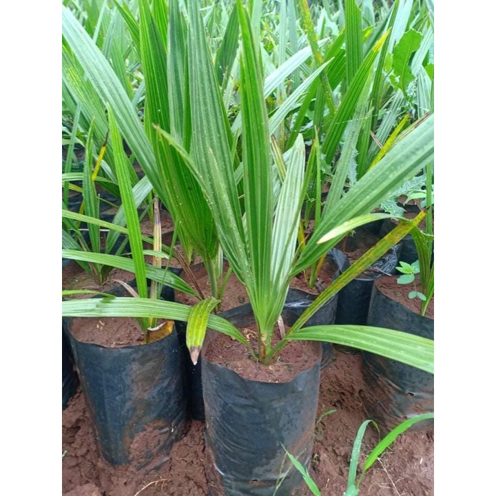 Cây Chà Là Barhee